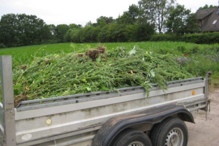 Ein mit Melde gefüllter Autoanhänger