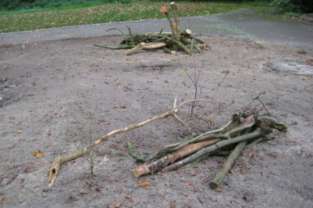 Filz-Rose und Bereifte Hechtrose hinter einem Totholzstapel