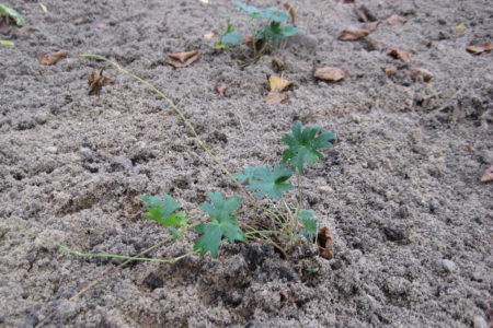 Blutroter Storchschnabel