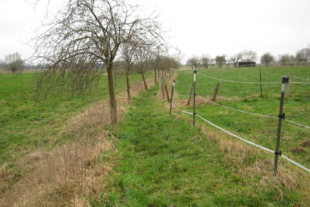 Freigeschnittener Schulsteig