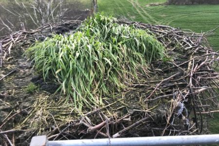 Das Nest im Dorf - vorher...