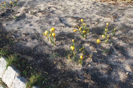 Gelbe Krokusse