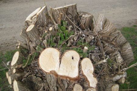 Löwenzahn und ein Doldenblütler