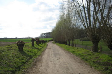Kopfweidenallee Richtung Wald