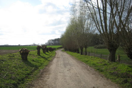 Kopfweidenallee Richtung Wald