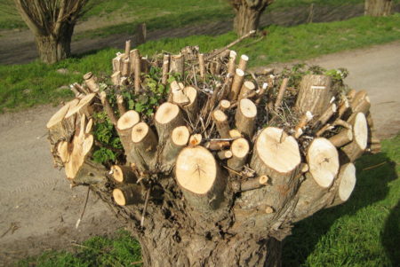 Weiße Taubnessel und ein Doldenblütler