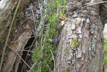 Vogelmiere und Gundelrebe