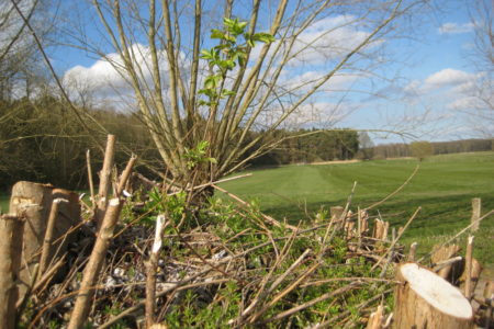 Holunder und Klettenlabkraut