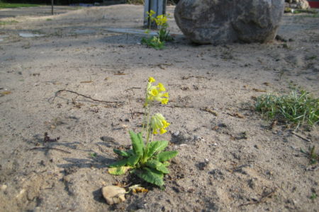 Echte Schlüsselblume