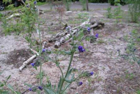 Gemeine Ochsenzunge - ein Hummelmagnet!