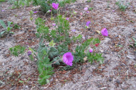 Blutroter Storchschnabel