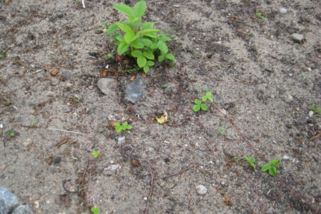 Diese Walderdbeere hat schon mehrere Ausläufer gebildet