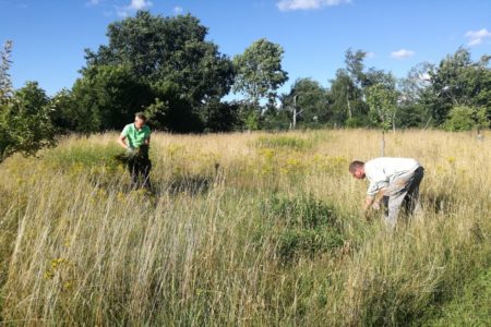 Herausziehen der Pflanzen per Hand